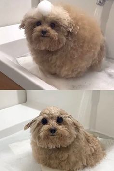 two pictures of a dog sitting in a sink with soap on it's head