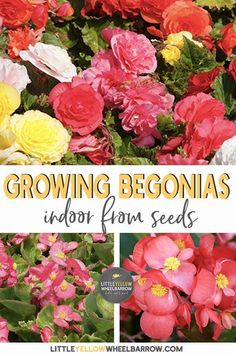 growing begonias indoors from seeds with text overlay that reads, growing begonias indoor from seeds