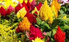 many different colored flowers in a garden