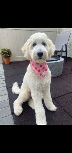 a white dog with a pink bandana sitting on top of a brick patio next to a potted plant