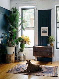 a dog laying on a rug in front of a window with potted plants next to it