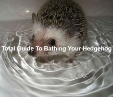 a hedgehog in a bathtub with the words total guide to bathing your hedgehog