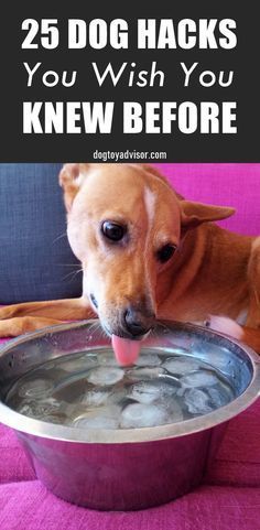 a dog drinking water from a bowl with the caption 25 dog hacks you wish you knew before