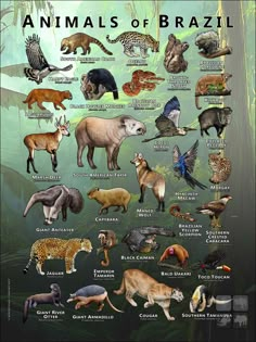 an illustrated poster showing the different types of animals