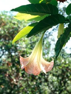 a flower hanging from a tree branch in front of green leaves and trees behind it