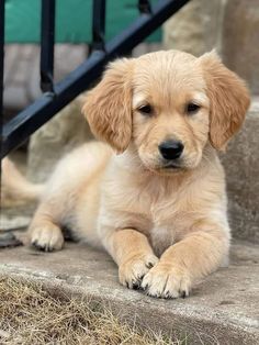 a puppy is sitting on the steps outside