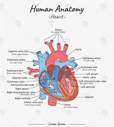 the human heart with labels on it and its major parts labeled in each section, including the