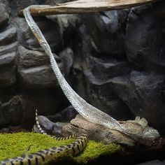 a snake is on the ground next to some rocks