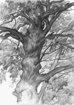 a pencil drawing of a large tree with lots of leaves on it's branches