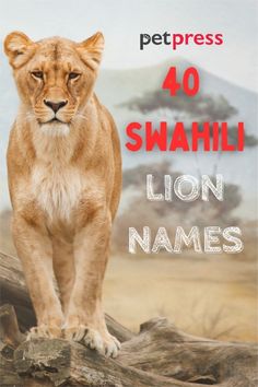 a lion standing on top of a tree branch in front of a mountain with the words, 40 swahzi lion names