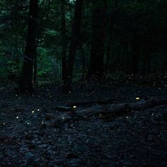 fireflies glowing in the woods at night