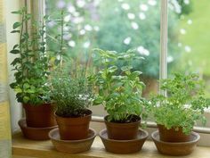 four potted plants sit on a window sill