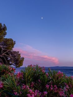 the moon is setting over the water and some flowers are blooming in the foreground