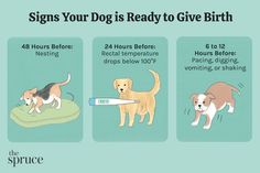 four signs that show how dogs are able to give birth instructions for their babies and toddlers