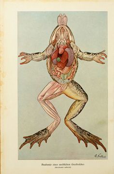 an illustration of a frog with its arms and legs spread out to show the organ system