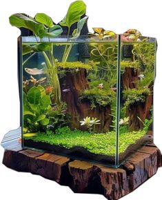 an aquarium with plants and rocks in it