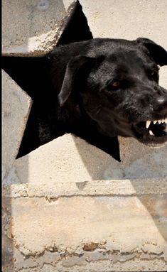 a black dog with its mouth open standing in front of a star on the wall