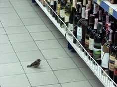 a bird is sitting on the floor in front of wine bottles at a grocery store