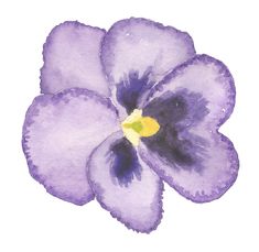 a watercolor painting of a purple flower with yellow stamens on the petals