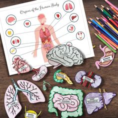 the human body and its organs are shown with colored crayons next to it