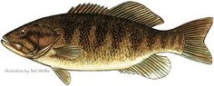 a drawing of a large fish on a white background