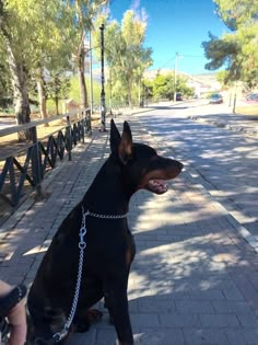 a black and brown dog sitting on top of a sidewalk