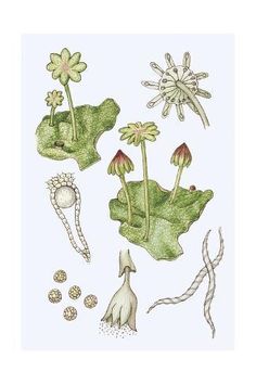 an image of various plants and flowers on a white background with watercolor pencils