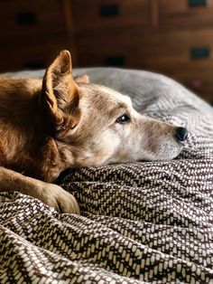 a brown dog laying on top of a bed