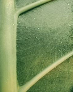 close up view of green leaf with drops of water on it