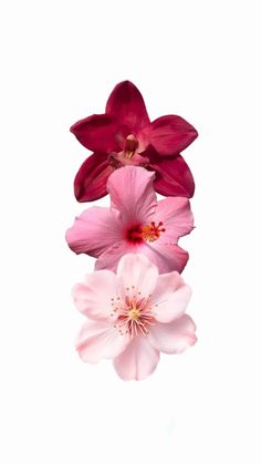 three pink flowers are in the middle of a white background and one is on top of another flower