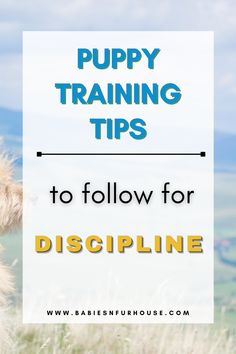 a dog standing in tall grass with the words puppy training tips to follow for discipline