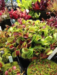 many different types of plants in pots on display