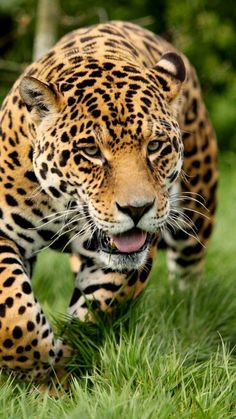 a large leopard walking across a lush green field