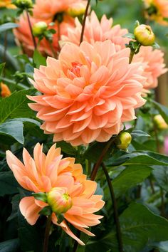 some very pretty flowers with green leaves in the foreground and pink ones on the other side