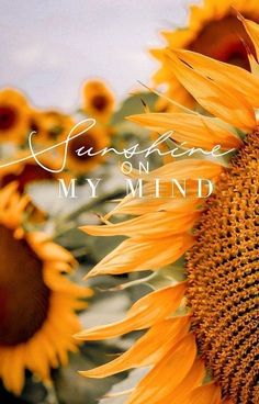 a large sunflower with the words sunshine on my mind in front of it's center