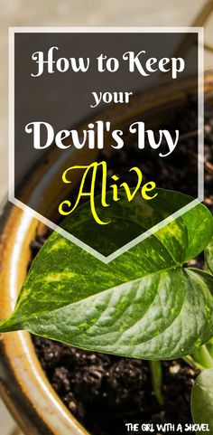 a potted plant with the words how to keep your devil's ivy alive