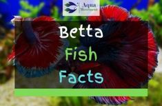 betta fish with the words betta fish fact on it's bottom corner