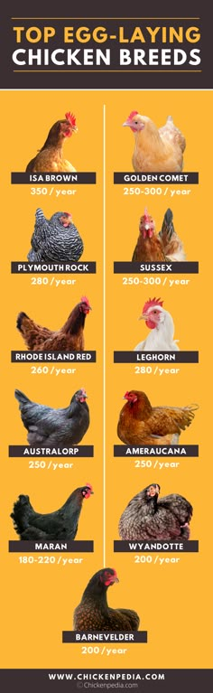 the top ten types of chickens in each country