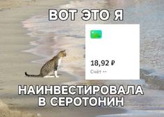 a cat is walking on the beach with water in front of it and an ad for botetor