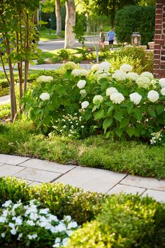 a garden with white flowers and greenery