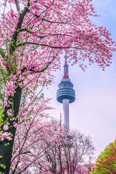 the tv tower is surrounded by cherry blossom trees