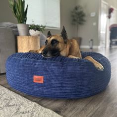 a dog laying on top of a blue round bed