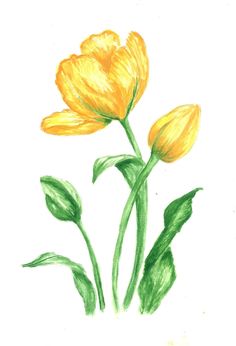 two yellow flowers with green leaves are shown in this drawing, which appears to be drawn on paper