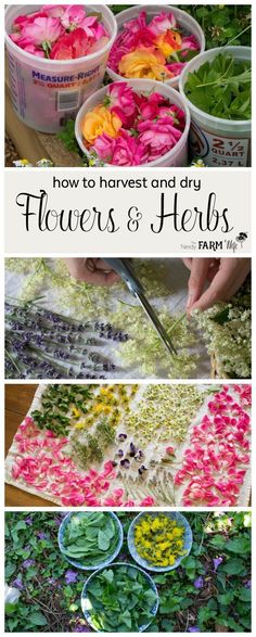 how to harvest and dry flowers and herbs