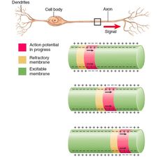 the diagram shows an action potential in nematranc membranes, including axon and