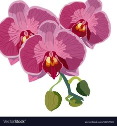 three pink orchids with green leaves on white background