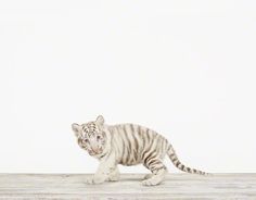 a small white tiger walking across a wooden floor next to a black and white wall