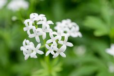 small white flowers with green leaves in the background