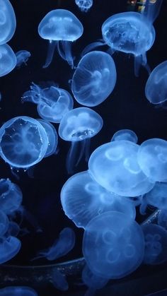 many jellyfish are floating in the water at night, some have their heads turned to look like they're swimming