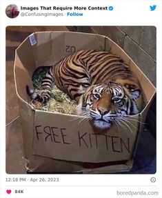 a tiger laying in a cardboard box with the caption free kitten on it